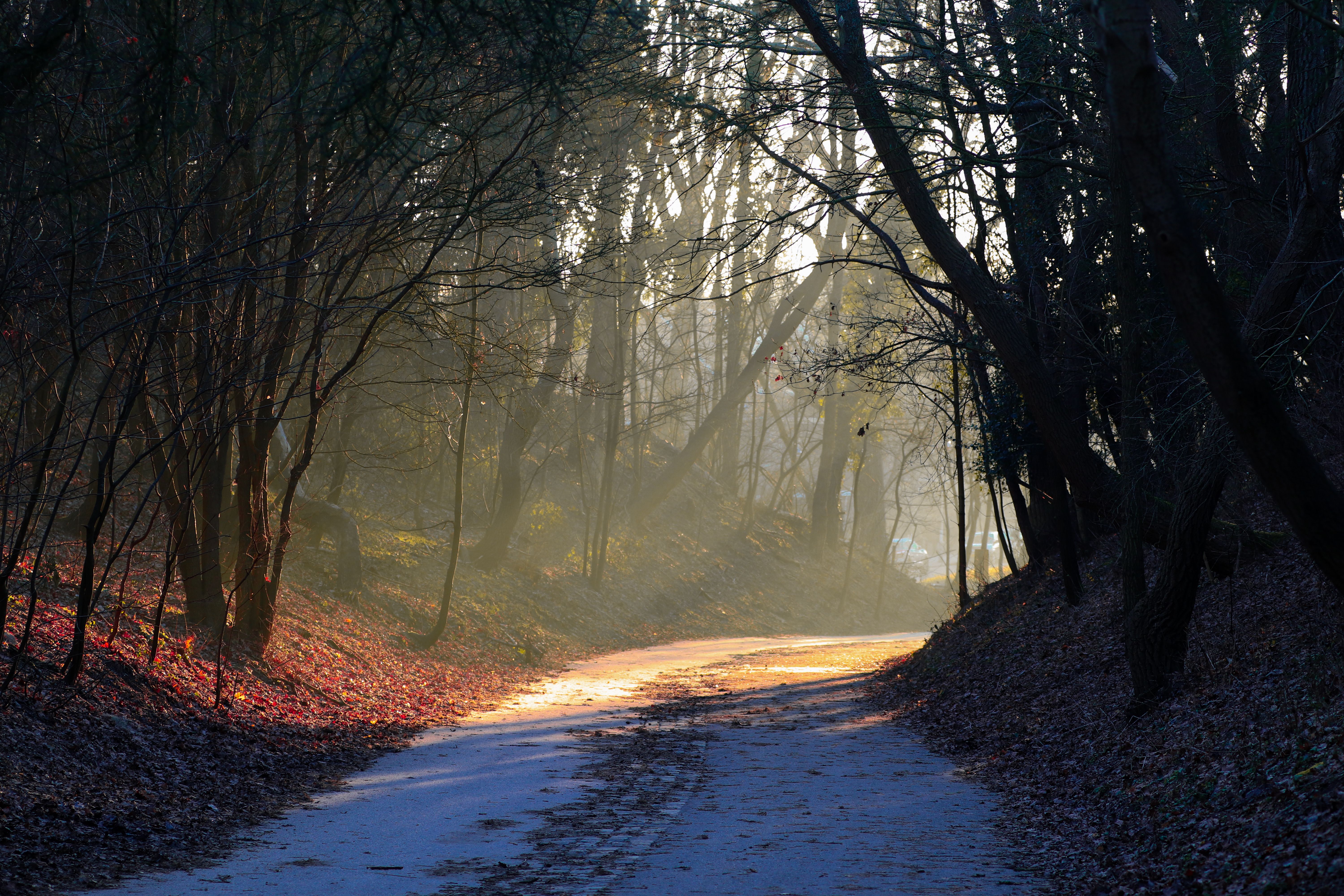 A road in the woods with trees and fog · Free Stock Photo