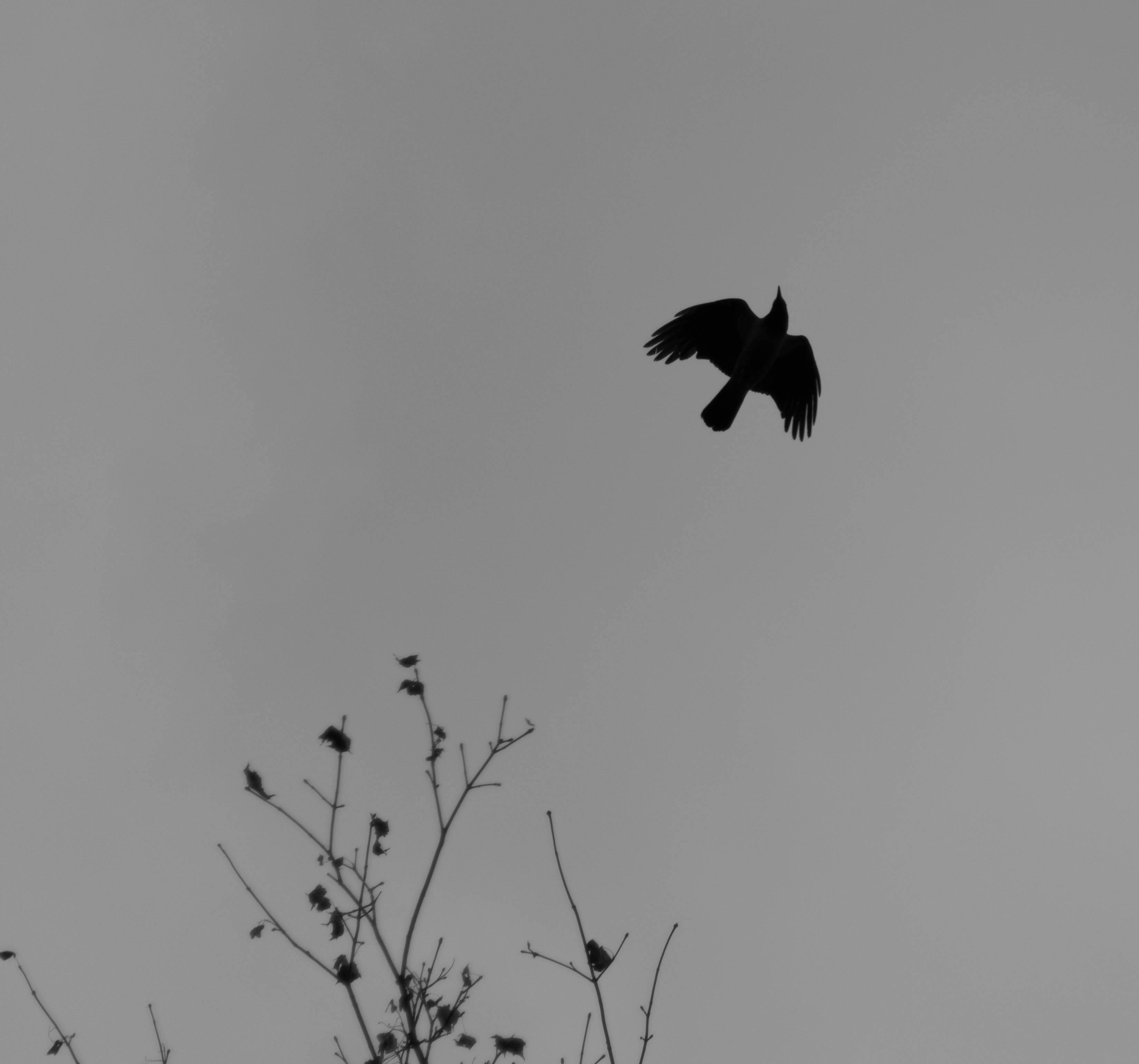 Free stock photo of bird, black and white, sky