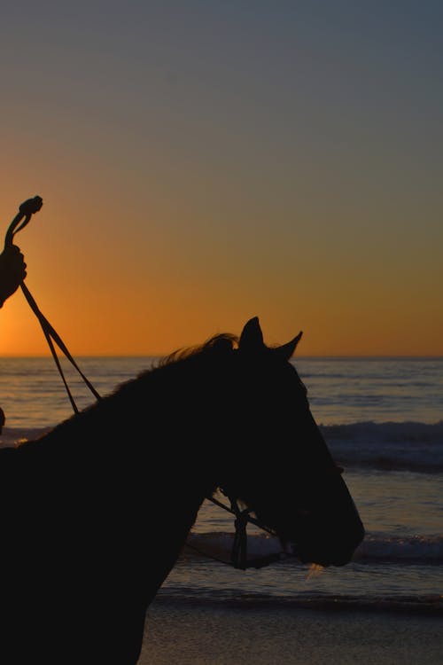 Imagine de stoc gratuită din cal, cal de călători, cal negru