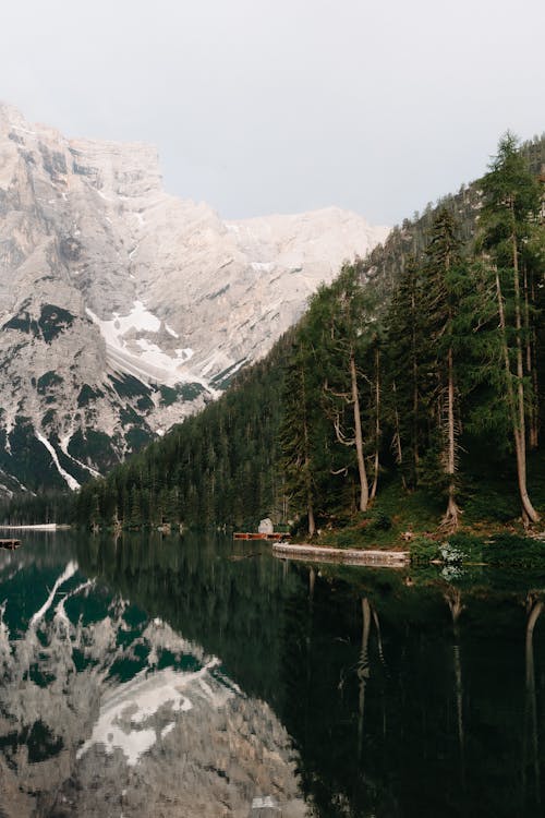 Foto profissional grátis de árvores, cenário, floresta