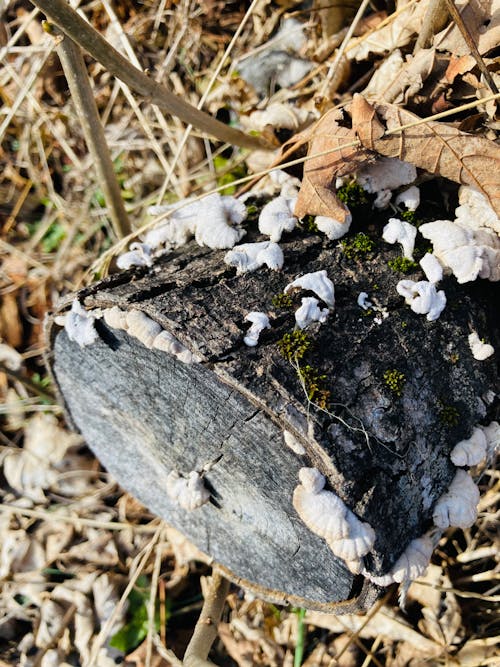 Immagine gratuita di funghi, tronco d'albero