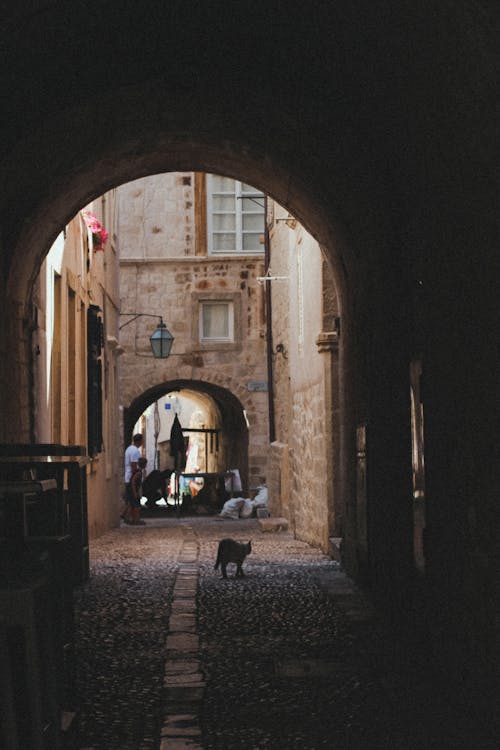 Cat Near Wall