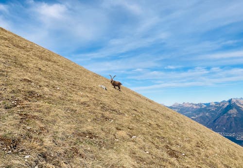 Fotobanka s bezplatnými fotkami na tému alpský ibex, fotografie zvierat žijúcich vo voľnej prírode, hora