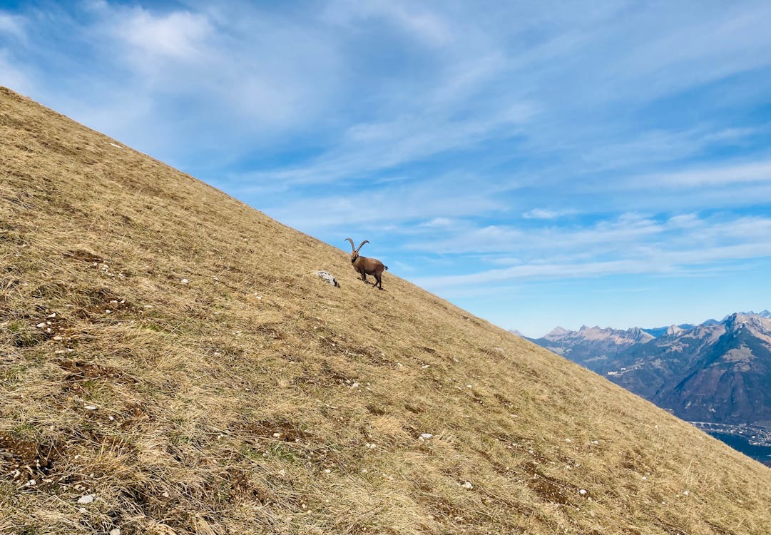 Fotobanka s bezplatnými fotkami na tému alpský ibex, fotografie zvierat žijúcich vo voľnej prírode, hora