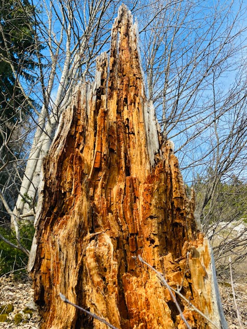 Бесплатное стоковое фото с старое дерево