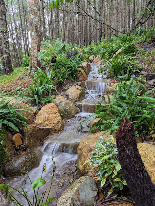 View of a Stream Surrounded with Ferns in a Forest