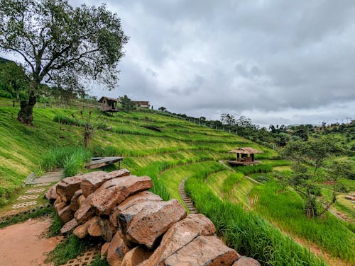 View of a Terrace Plantation in the Countryside 