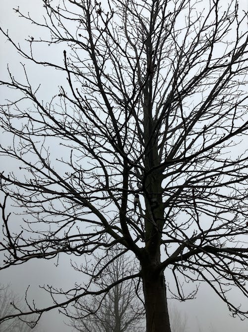 Foto d'estoc gratuïta de arbre, blanc i negre, boira