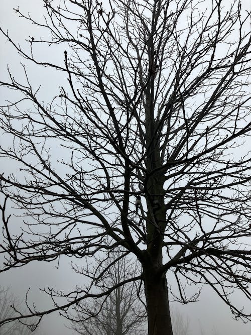 Free Black and White Photo of a Leafless Tree in Fog  Stock Photo