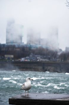 A seagull perched near a misty waterfront with urban backdrop.