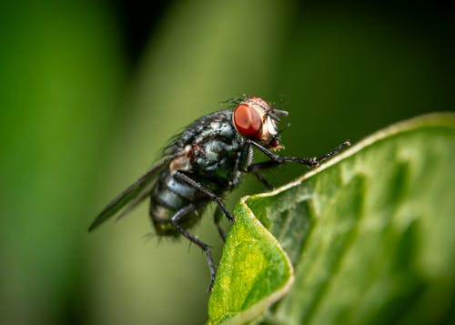 Free Close up of a Fly Stock Photo