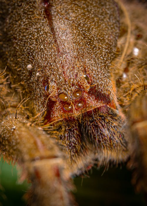 Hairy Spider in Close Up