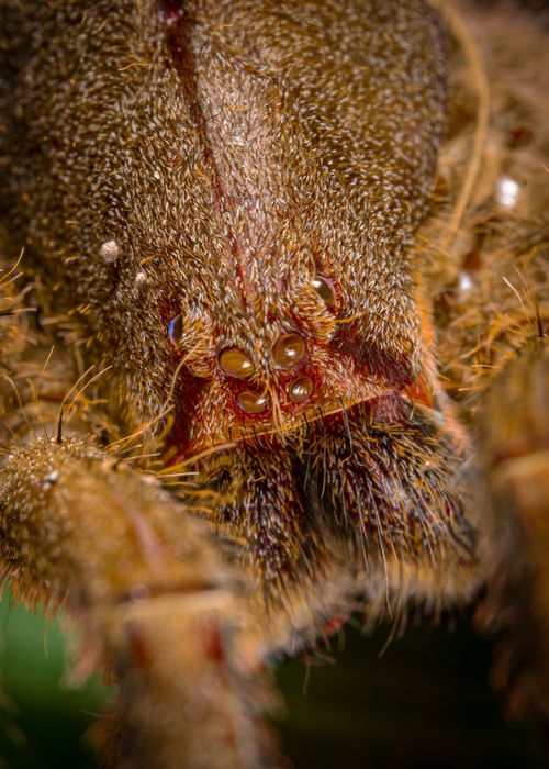 Free Macro shot of a hairy spider showcasing its eyes and texture in Peru's wilderness. Stock Photo