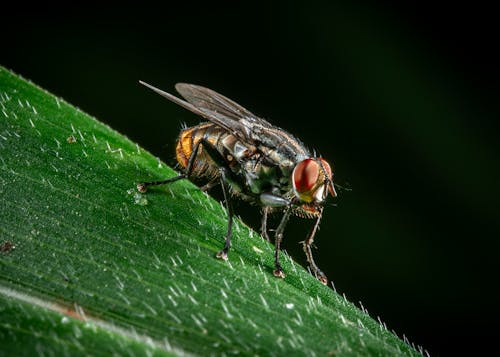 Fly on Leaf