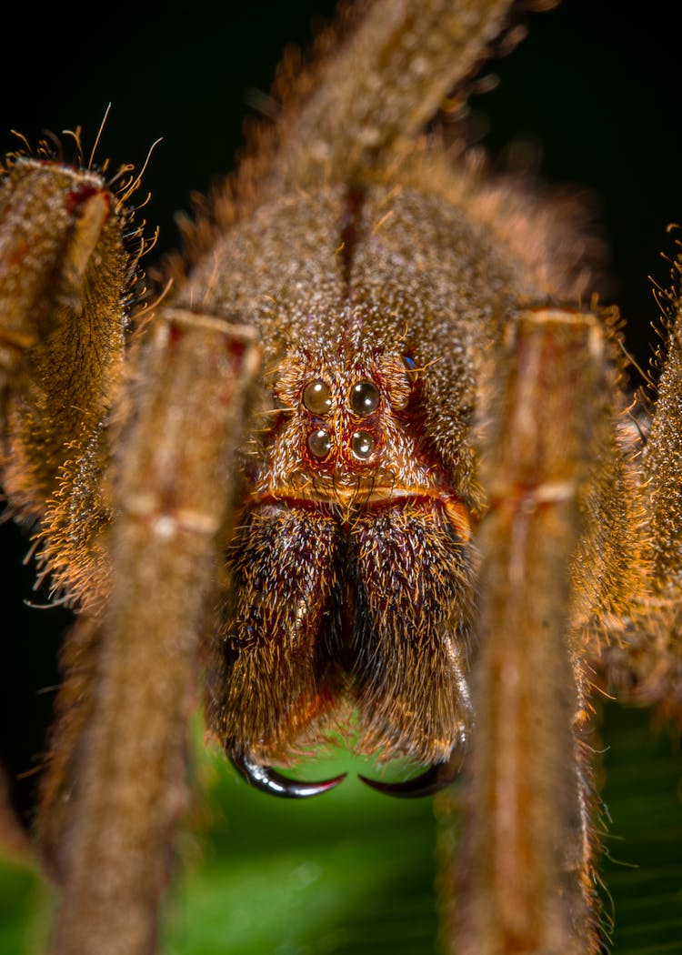 Close Up Of Hairy Spider