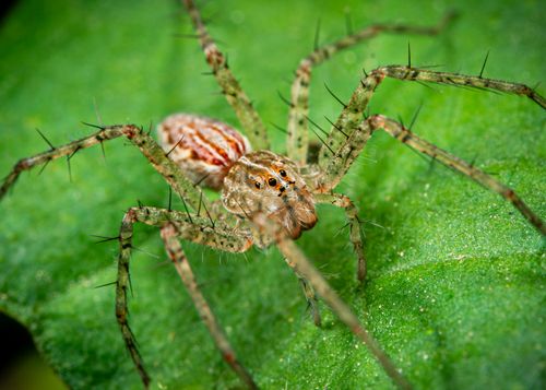 Free Detailed macro photograph of a spider on a vibrant green leaf in Rioja, Peru. Stock Photo