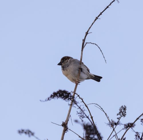 Free A sparrow perched on a bare branch against a clear winter sky. Stock Photo