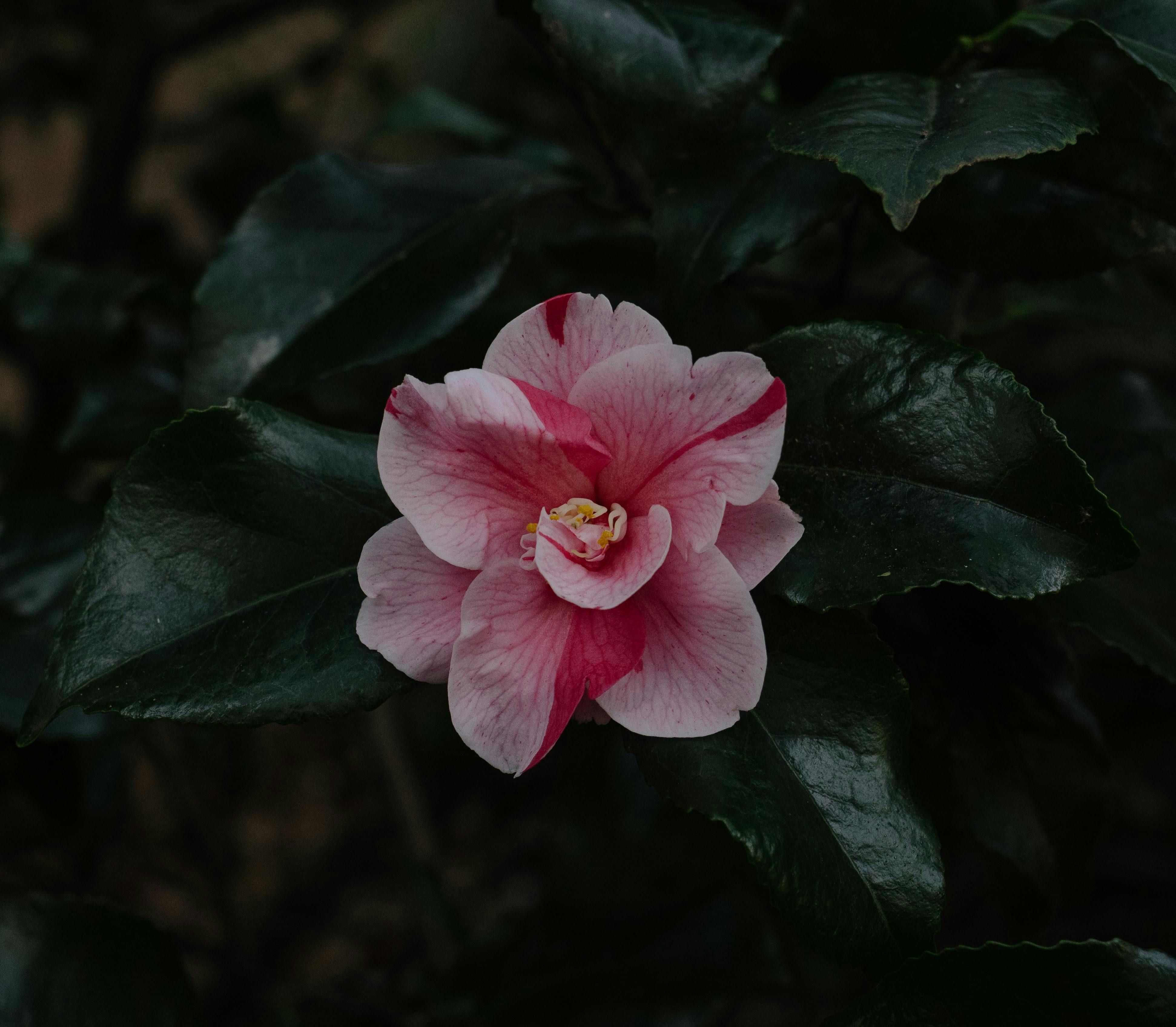 camellia pruning for airflow