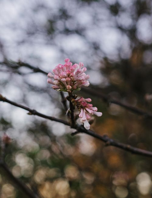 Free Delicate pink blossoms on a branch captured with a soft bokeh background. Stock Photo