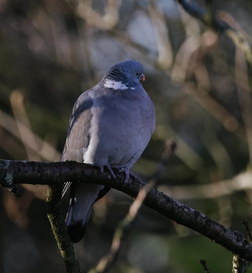 Pigeon Perching on Branch