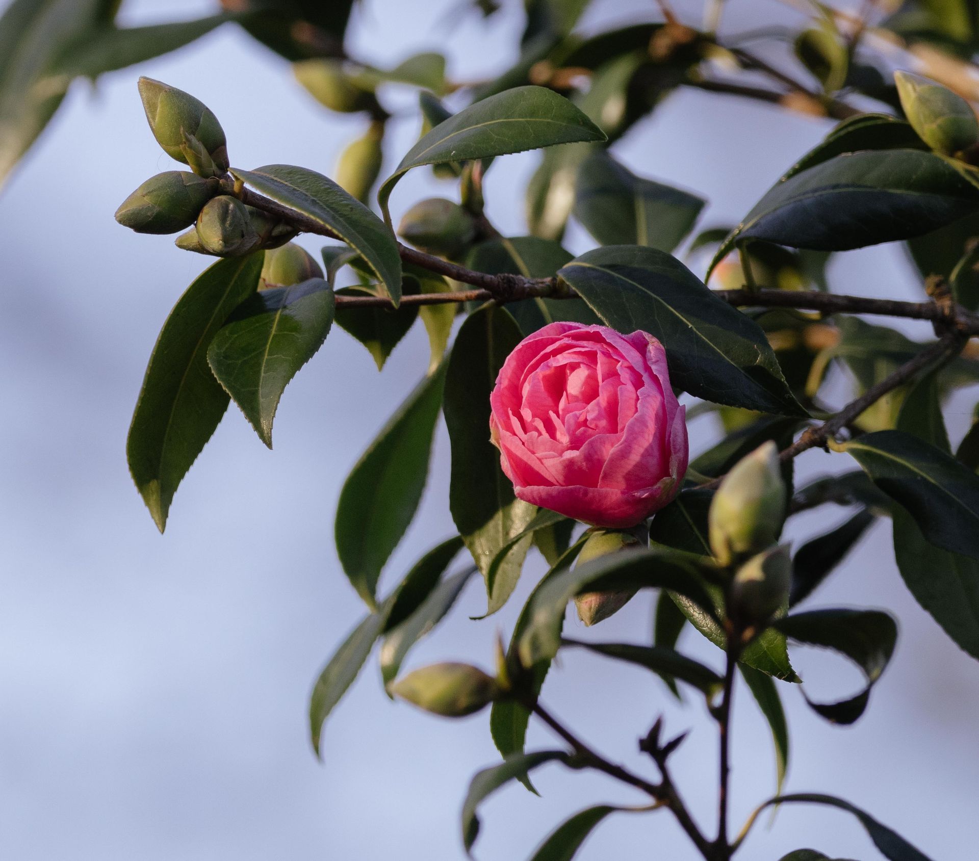 Detailed capture of a pink Japanese camellia flower surrounded by green leaves.