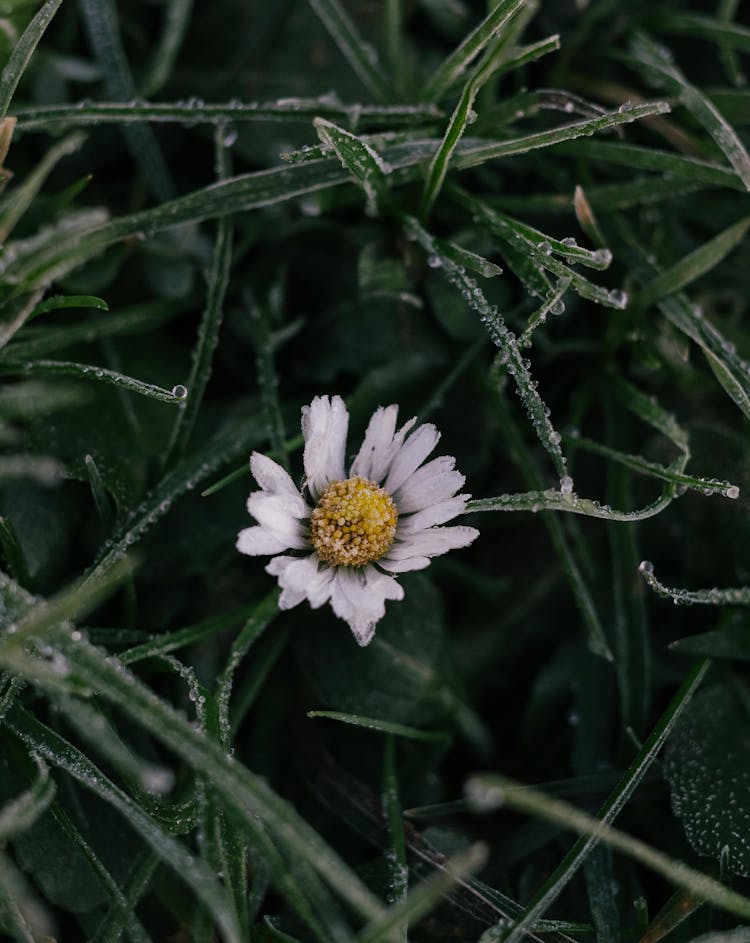 White Flower And Grass Around