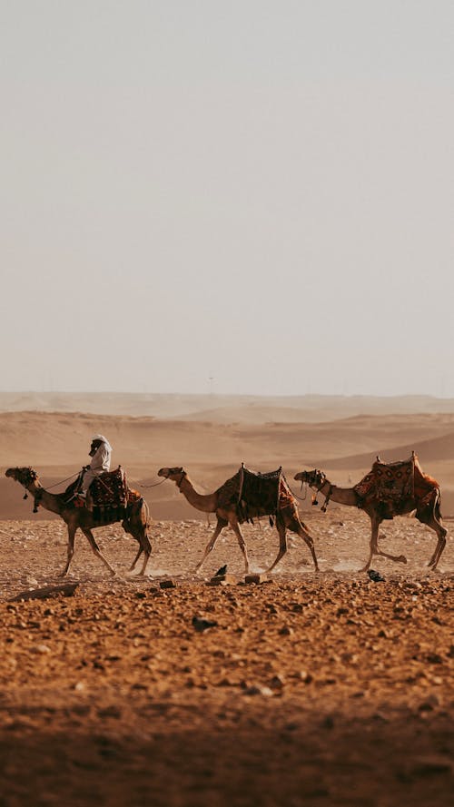 Camels in a Desert 
