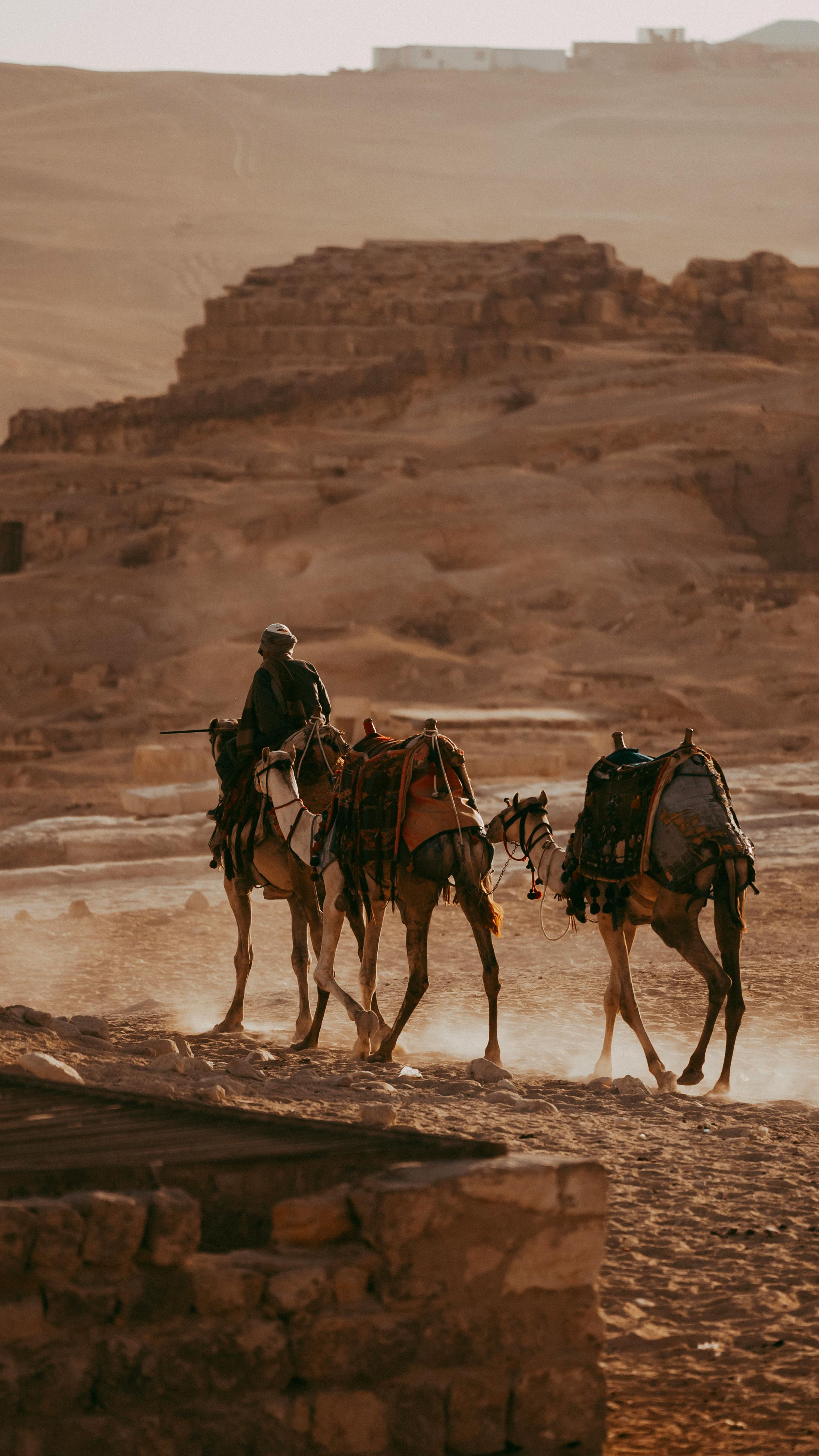 man with camels in desert