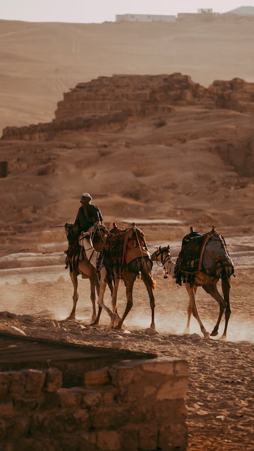 Man with Camels in Desert