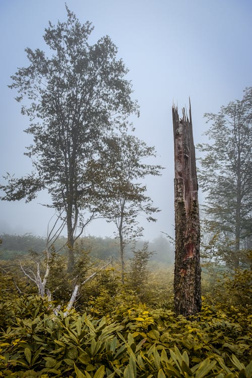 Безкоштовне стокове фото на тему «вертикальні постріл, висохлий, дерева»