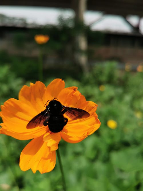 Základová fotografie zdarma na téma kvést, včela