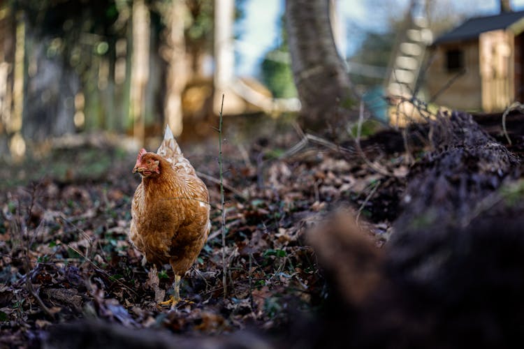 Hen On Ground