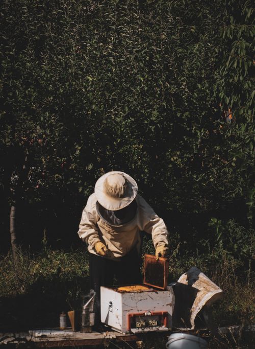 Free Beekeeper in protective clothing examining a beehive in a rural orchard setting. Stock Photo