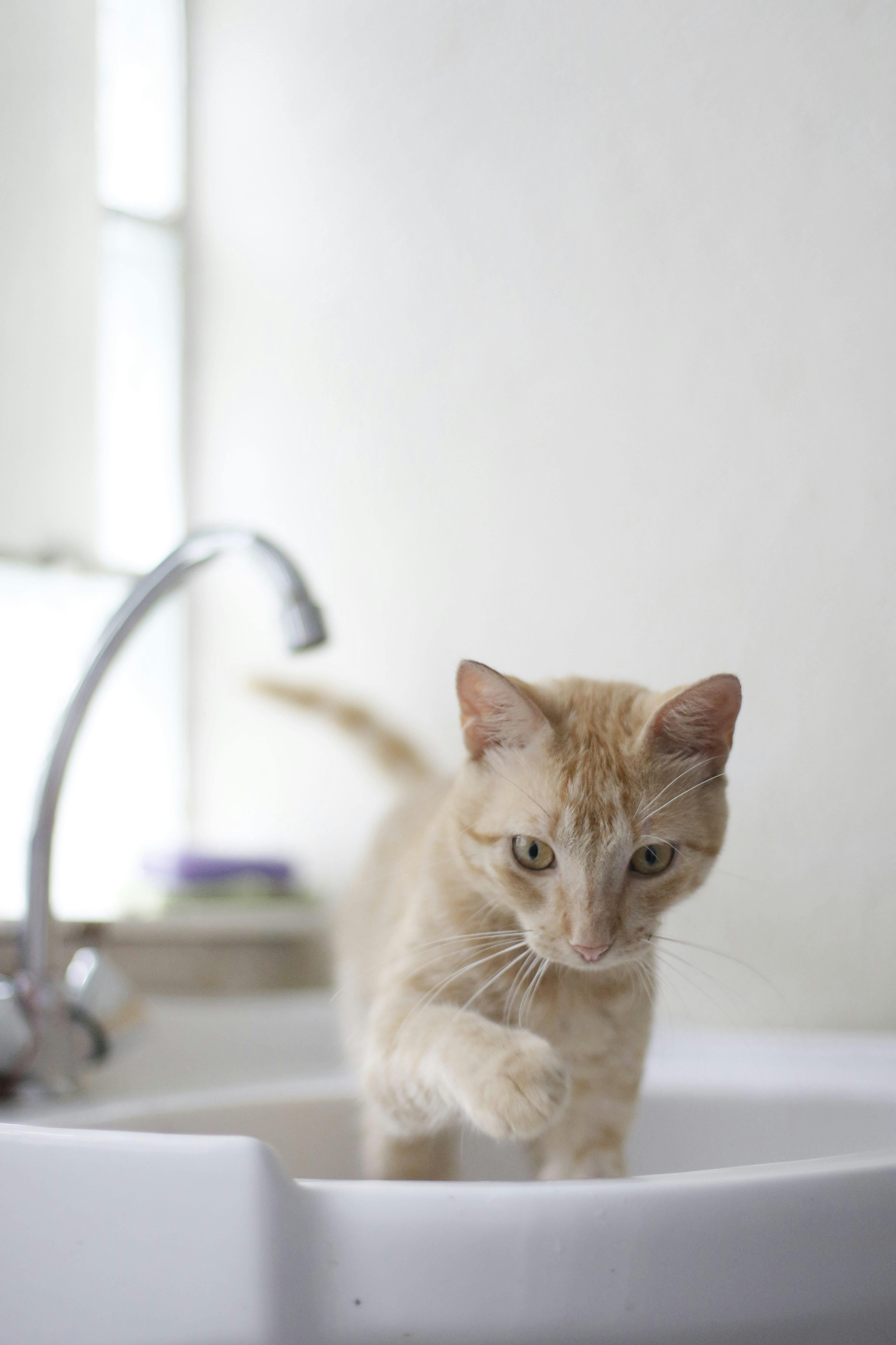 Cat in Sink · Free Stock Photo