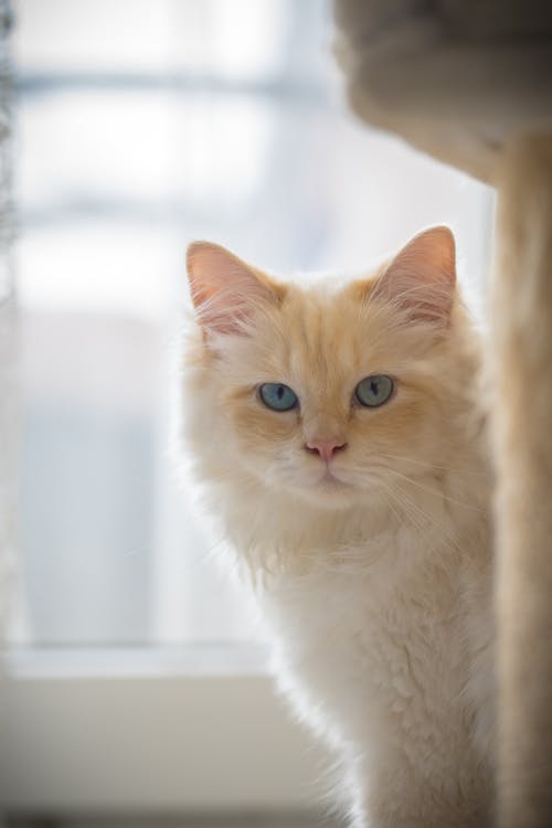 Kostenloses Stock Foto zu fenster, haustier, katze