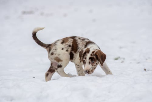 Puppy Dog in Snow