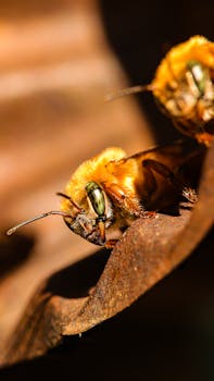 Detailed close-up of a bee on a leaf showcasing intricate textures and natural beauty.