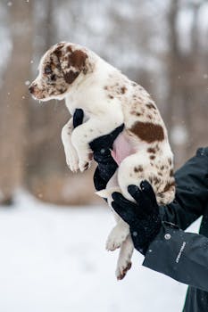 Adorable spotted puppy held outdoors in winter snow, wearing gloves.