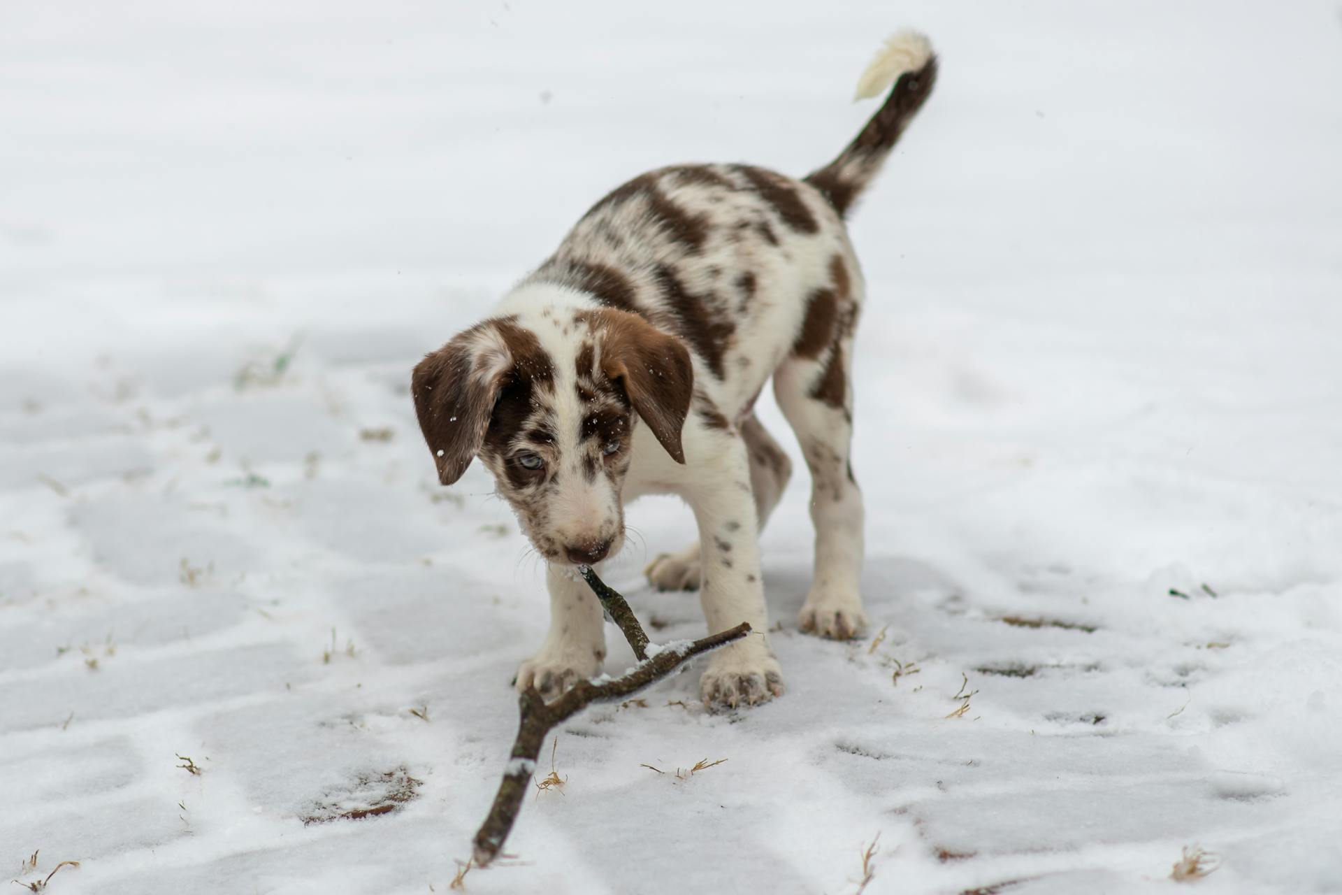 Puppy with Stick in Snow