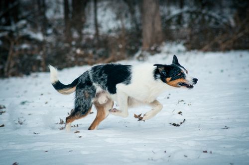 Free Dynamic shot of a border collie dashing through a snowy forest, embodying winter joy. Stock Photo