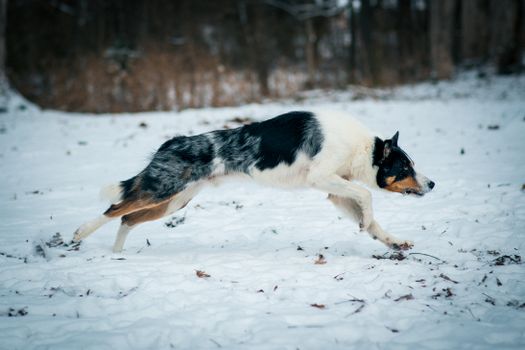 A lively Border Collie running through snow in a winter forest setting.