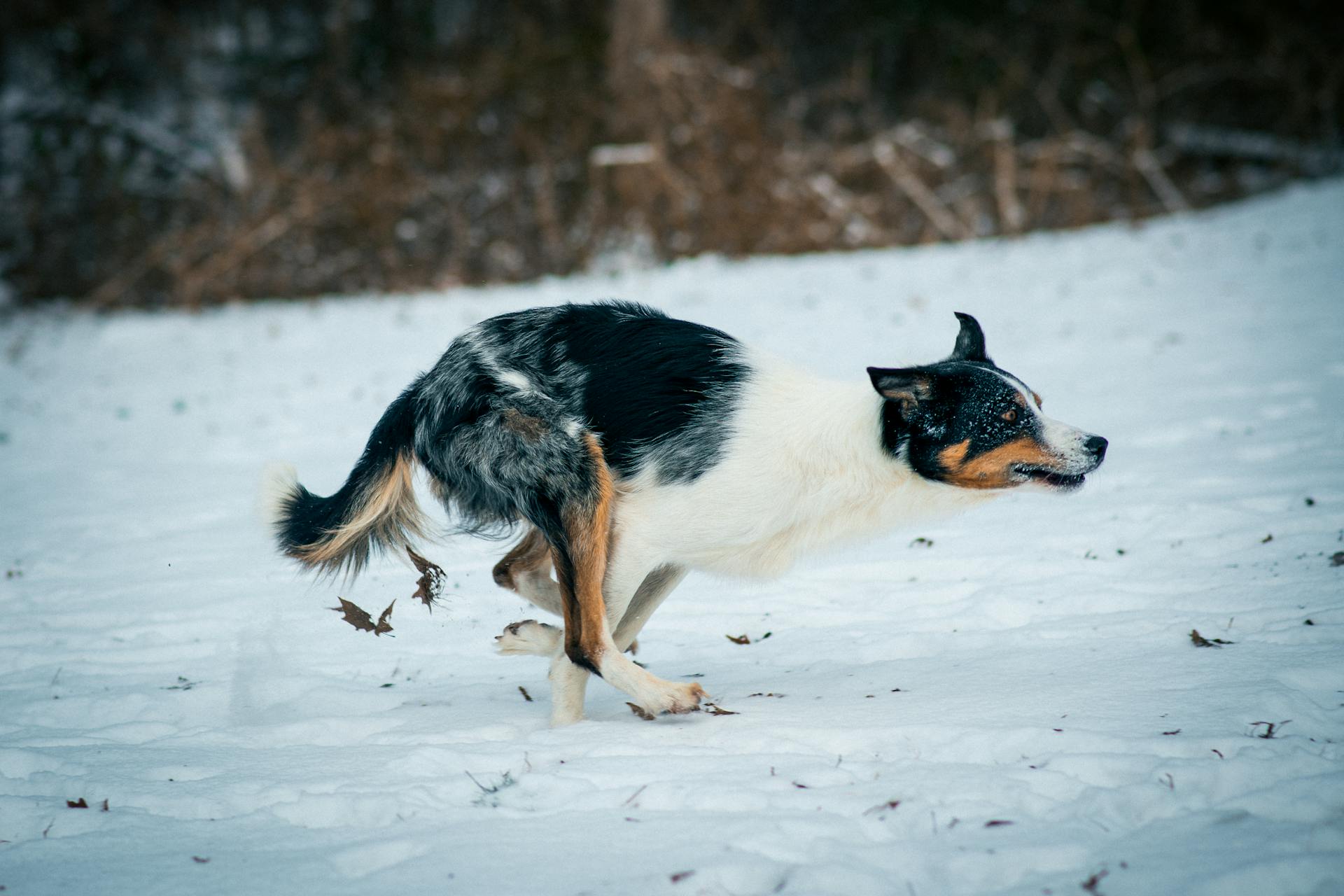 Running Border Collie in Snow