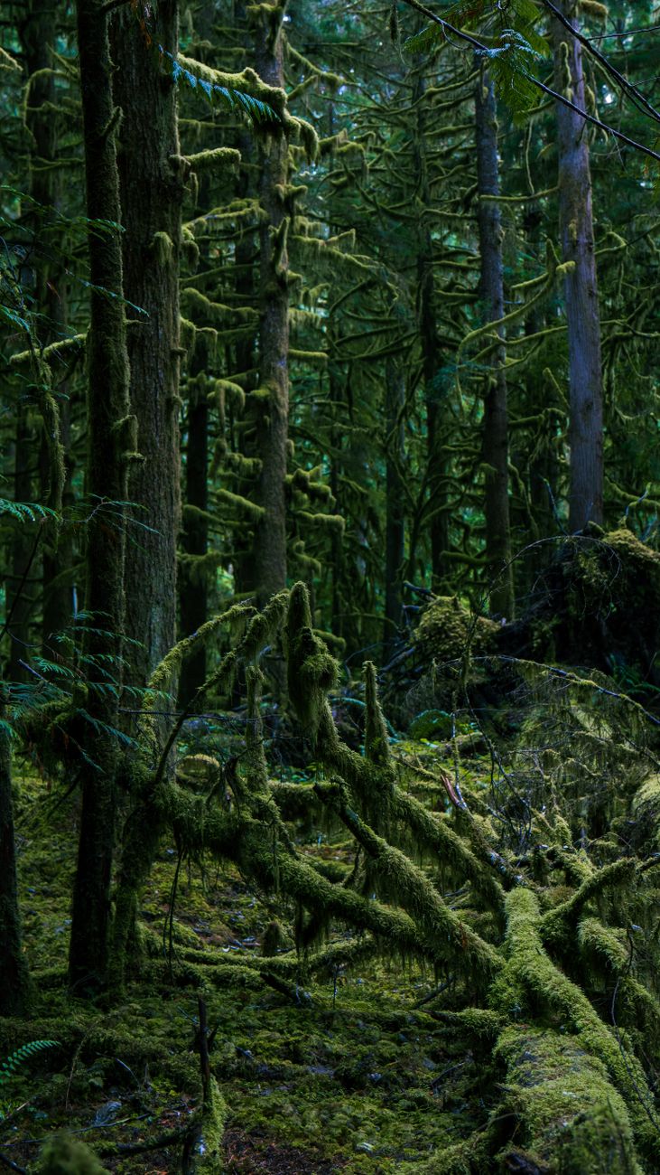 Explore the dense, moss-covered trees of an evergreen forest in Port Angeles.. explore, dense, moss