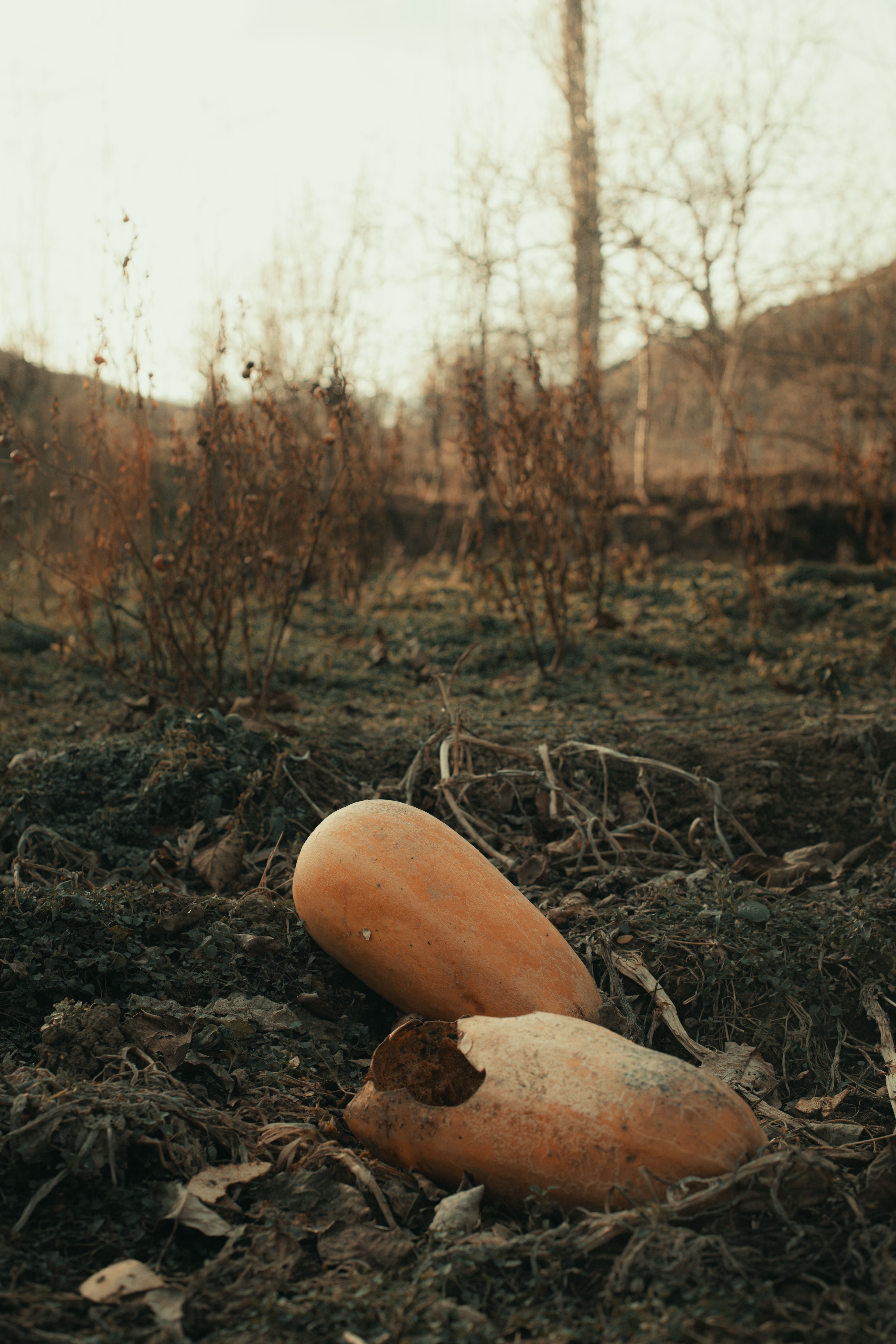 autumn garden harvest field