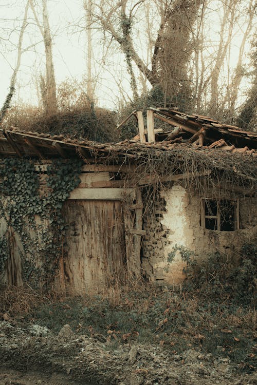 Foto d'estoc gratuïta de abandonat, arbres, bosc