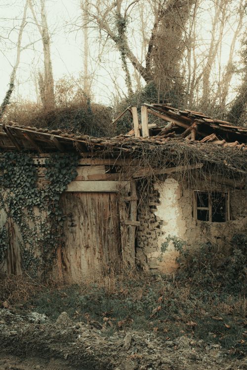 Free A dilapidated cottage with ivy-covered walls in a dense forest setting. Stock Photo