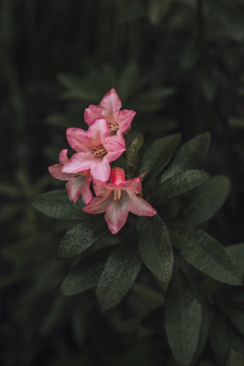 Kostnadsfri bild av blomning, löv, närbild