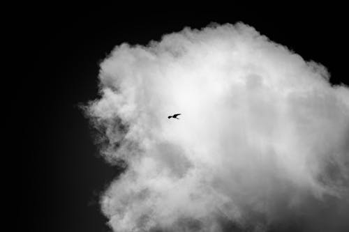 Bird in Flight on a Cloud Background
