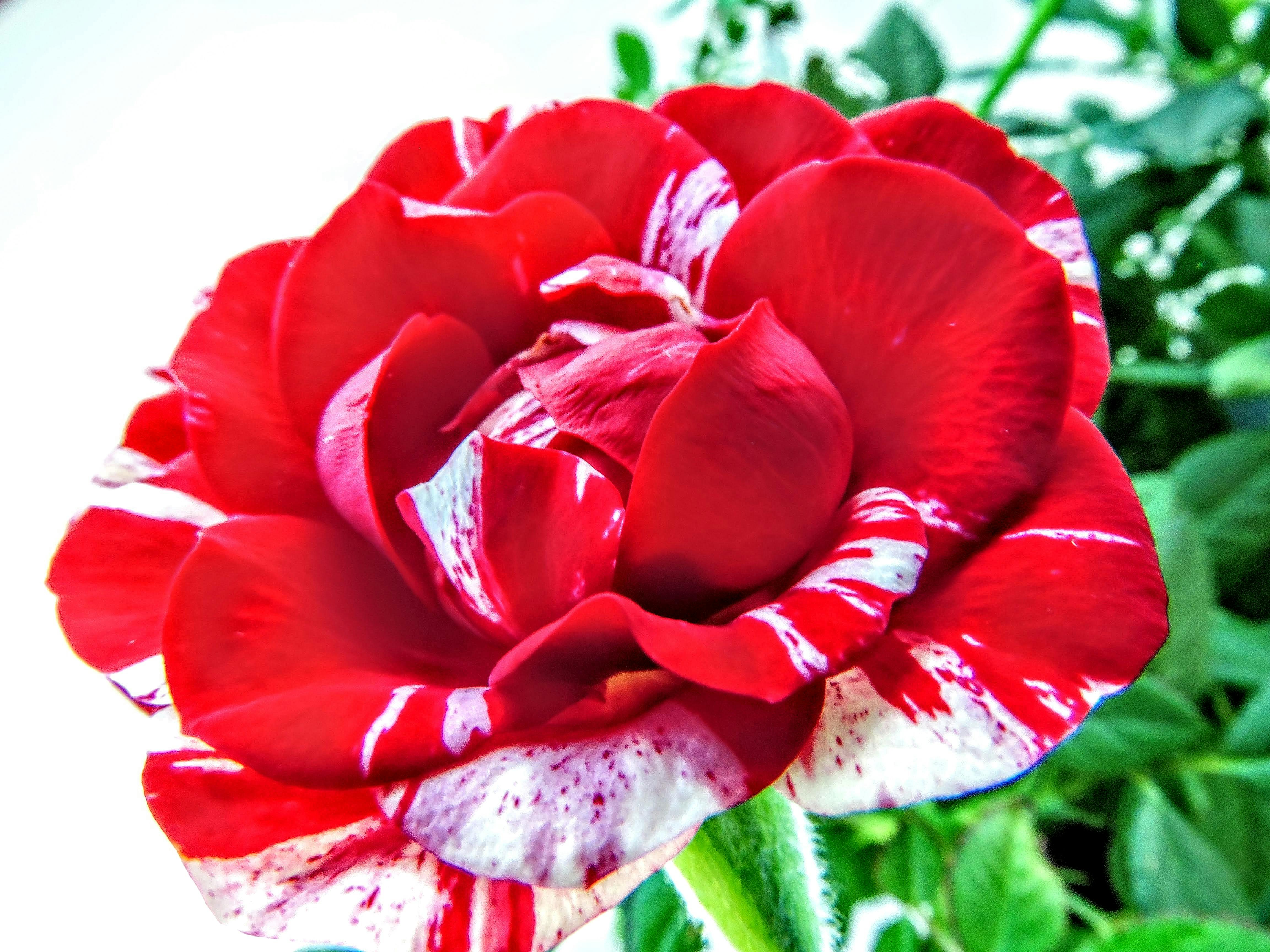 Free Stock Photo Of Fire Ice Rose Fire Ice Roses Red White Rose Stock Images Page Everypixel Free Stock Photo Of Fire Ice Rose Fire Ice Roses Red White Rose Stock Images Page Everypixel