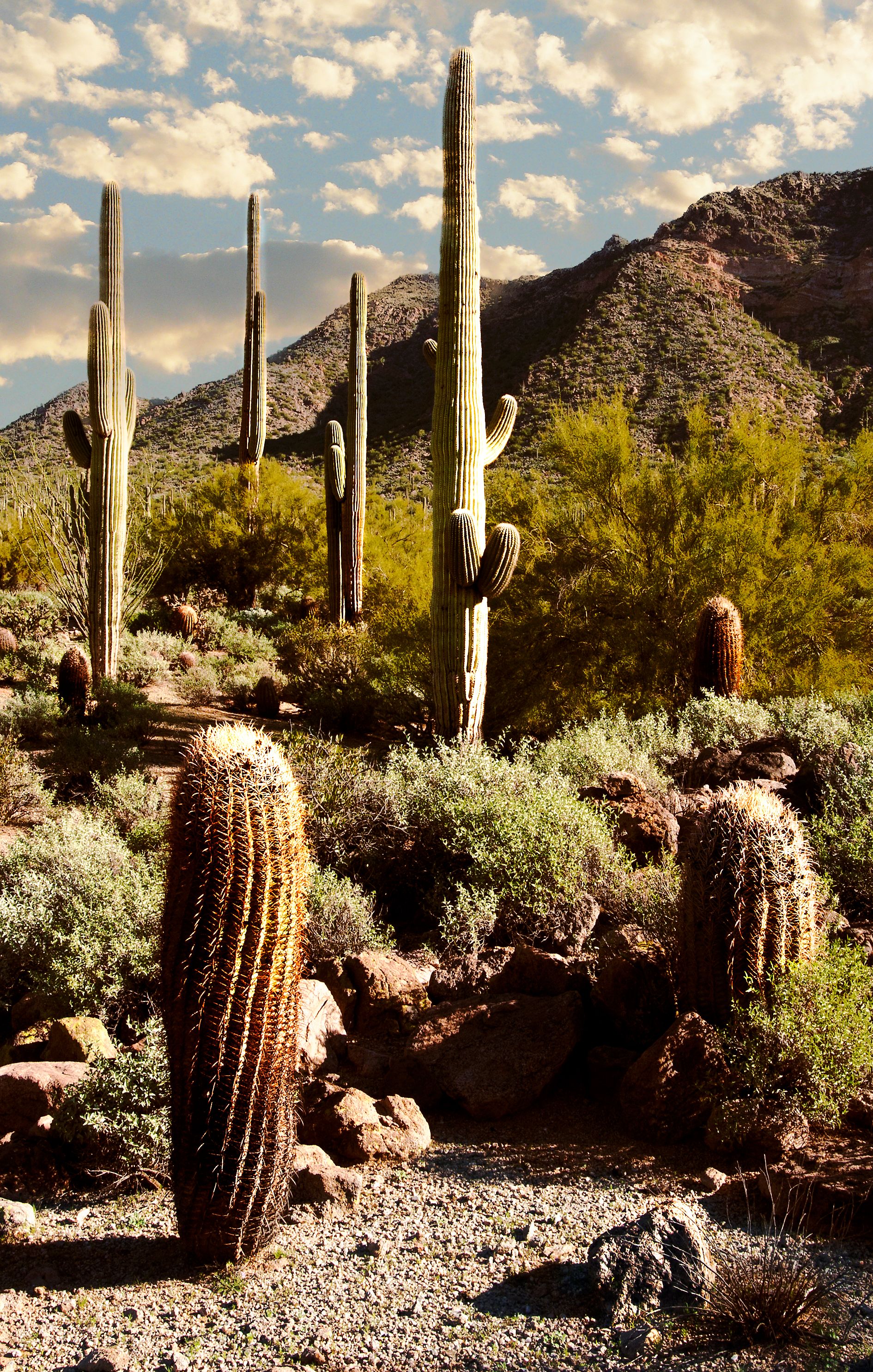 Cacti in the Desert · Free Stock Photo